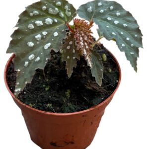 Begonia Snow Leopard
(14 Plants/Order)(8cmP 12cmH)