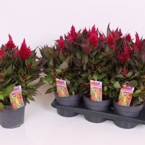 Celosia Kelos Scarlet XL 17 CM
(6 Plants/Order)(17cmP 40cmH)