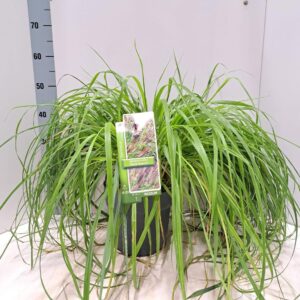 Pennisetum alopecuroides Black Beauty'
(1 Plants/Order)(23cmP 50cmH)