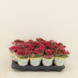 Kalanchoe Calandiva Garbo Double Purple
(16 Plants/Order)(8cmP 15cmH)