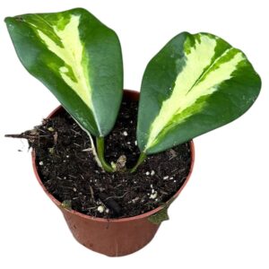 Hoya Diversifolia Maharani
(14 Plants/Order)(8cmP 10cmH)