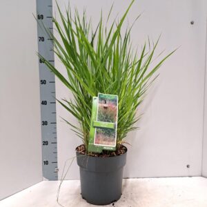 Panicum virgatum Squaw
(1 Plants/Order)(23cmP 75cmH)