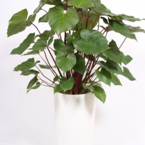 Homalomena Maggy Homalomena 'Maggy' in Santorini Pot "wit"
(1 Plants/Order)(33cmP 170cmH)