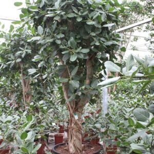Ficus benghalensis
(1 Plants/Order)(85cmP 325cmH)