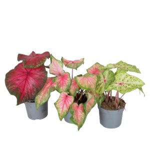 Caladium minimaal 3 Types mix
(6 Plants/Order)(13cmP 25cmH)