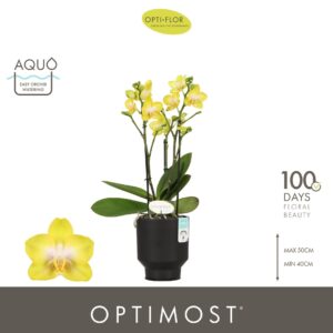 Phalaenopsis Arezzo Optimost Arezzo 3 spike in Emilia Dark Brown Aquo
(6 Plants/Order)(12cmP 45cmH)