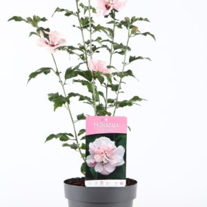 Hibiscus syriacus Lady Stanley P19/C3
(1 Plants/Order)(19cmP 55cmH)