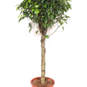 Ficus Danielle
(1 Plants/Order)(30cmP 140cmH)
