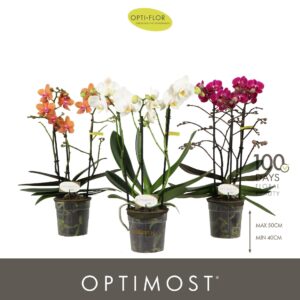 Phalaenopsis Multiflora Optimost mix 3 spike
(6 Plants/Order)(12cmP 45cmH)