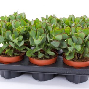 Crassula arborescens Petit Wave
(6 Plants/Order)(12cmP 20cmH)