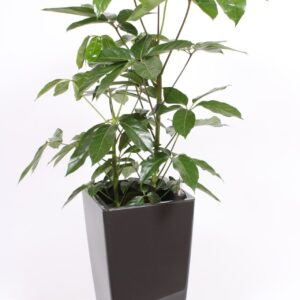 Schefflera Amate "in Piza Pot ""antraciet"""
(1 Plants/Order)(33cmP 120cmH)