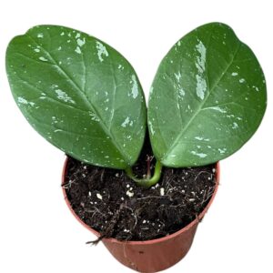 Hoya Lai Chau
(14 Plants/Order)(8cmP 10cmH)