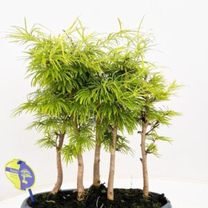 Bonsai pseudolarix, forest -group. 5 stem
(3 Plants/Order)(30cmP 35cmH)