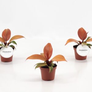Philodendron McColley's Finale
(12 Plants/Order)(6cmP 15cmH)