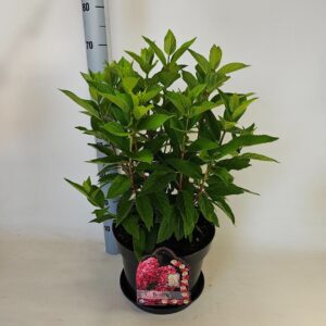 Hydrangea paniculata Bonfire
(1 Plants/Order)(29cmP 70cmH)