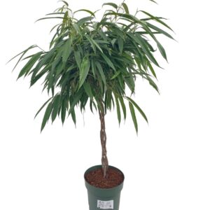 Ficus Alii Mahori Gevlochten
(1 Plants/Order)(27cmP 120cmH)