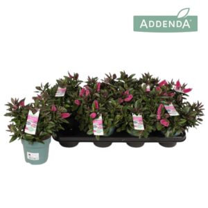 Hebe Donna Eva Hebe Donna Eva
(8 Plants/Order)(12cmP 28cmH)