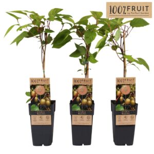Actinidia arguta Bayern Kiwi P15
(10 Plants/Order)(15cmP 65cmH)