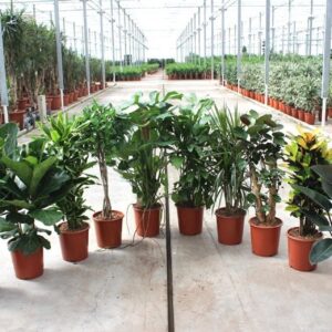 Indoor plants Mixkar 1406
(10 Plants/Order)(27cmP 120cmH)