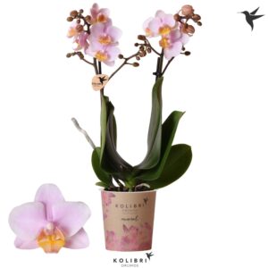Phalaenopsis Amaglad Mineral Andorra 2 spike
(12 Plants/Order)(9cmP 40cmH)