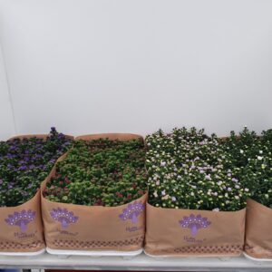 Aster Mystery Lady Scarlett SM. mix laag
(15 Plants/Order)(10.5cmP 22cmH)