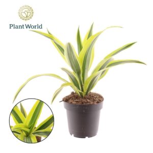 Dracaena Lemon Lime Fragrans
(10 Plants/Order)(12cmP 35cmH)