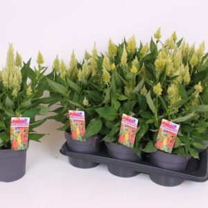 Celosia argentea Kelos XL 17 CM Lime
(6 Plants/Order)(17cmP 40cmH)