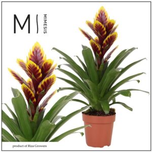 Vriesea other Intenso Purple Flame 12cm Mimesis
(10 Plants/Order)(12cmP 45cmH)