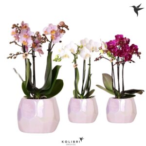 Phalaenopsis Multiflora mix 3 spike mix in Pearl Pot pink
(5 Plants/Order)(9cmP 40cmH)