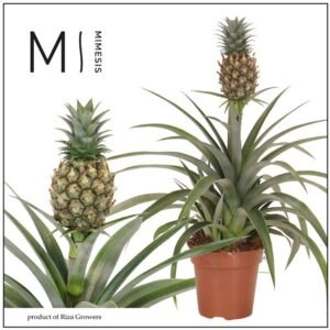 Ananas Corona MI Amigo 12cm Mimesis
(8 Plants/Order)(12cmP 35cmH)