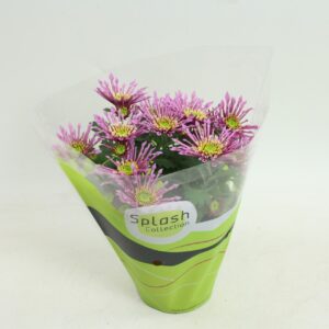 Chrysanthemum Splash Intense Pink
(10 Plants/Order)(12cmP 20cmH)