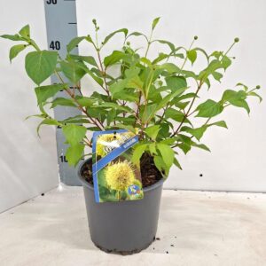 Cephalanthus occidentalis
(1 Plants/Order)(19cmP 45cmH)