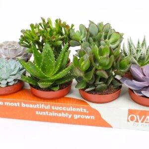 Succulenten mix Succulent mix 12
(8 Plants/Order)(12cmP 12cmH)