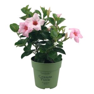 Mandevilla Sundaville Cream Pink Bush (Dipladenia)
(10 Plants/Order)(12cmP 25cmH)