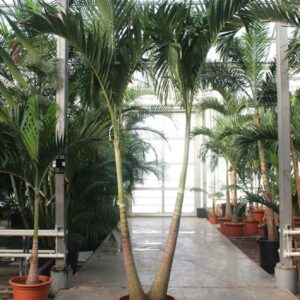 palms Veitchia merrillii 2pp
(1 Plants/Order)(60cmP 375cmH)