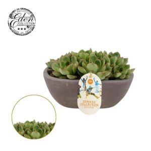 Echeveria Skater 25cm Summer Collection
(3 Plants/Order)(25cmP 20cmH)