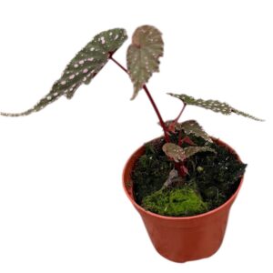 Begonia Sumatran spotted
(14 Plants/Order)(8cmP 12cmH)