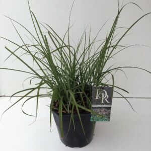 Miscanthus sinensis Ferner Osten
(1 Plants/Order)(23cmP 70cmH)