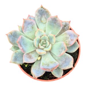 Pachyphytum Corvus Guangzhou
(5 Plants/Order)(7cmP 15cmH)