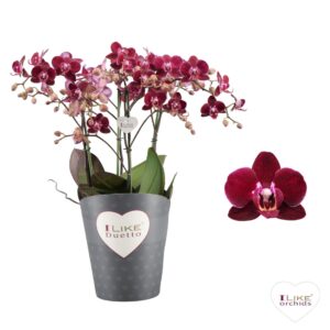 Phalaenopsis Cartagena Duetto Multi - Cartagena 60+
(3 Plants/Order)(17cmP 50cmH)