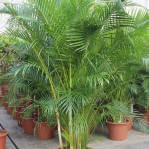 Chrysalidocarpus Dypsis lutescens (Areca)
(1 Plants/Order)(55cmP 270cmH)