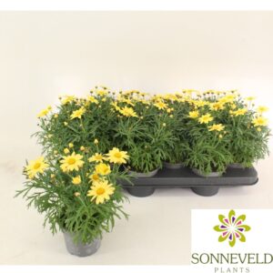 Argyranthemum La Rita Yellow Argyranthemum frutescens La Rita Yellow
(12 Plants/Order)(10.5cmP 23cmH)
