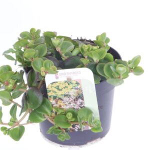 Sedum other Sedum makinoi
(8 Plants/Order)(13cmP 15cmH)