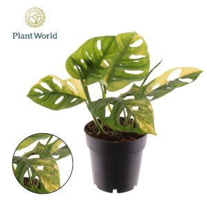 Monstera adansonii Aurea Variegated
(2 Plants/Order)(14cmP 30cmH)