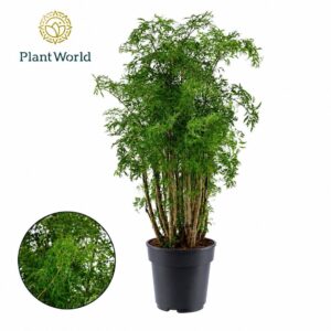 Polyscias fruticosa Hawaiiana Ming busch
(3 Plants/Order)(21cmP 80cmH)