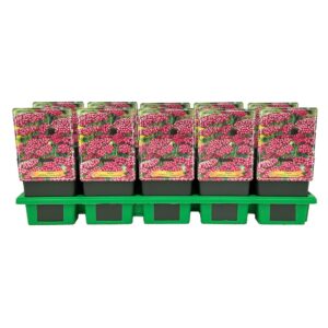 Achillea millefolium 'Summerwine' P11
(10 Plants/Order)(11cmP 25cmH)