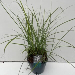 Miscanthus sinensis Gracillimus
(1 Plants/Order)(23cmP 70cmH)