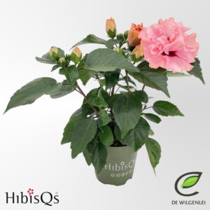 Hibiscus HibisQs® rosa-sinsensis 'Adonicus Double Rosa' p13
(8 Plants/Order)(13cmP 35cmH)