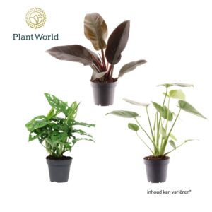 Indoor plants gem. green 3 Types Ibiza (diverse
(10 Plants/Order)(12cmP 30cmH)
