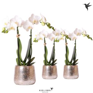 Phalaenopsis Multiflora white 2 spike in Luxury Pot silver
(6 Plants/Order)(9cmP 40cmH)